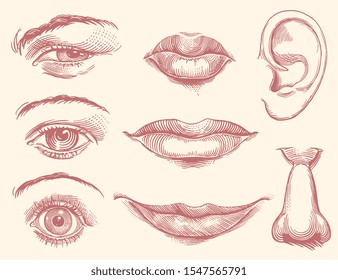 Eyes, lips, nose and ear. Design set. Hand drawn engraving. Editable vector vintage illustration. Isolated on light background. 8 EPS 