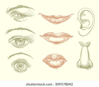 Eyes, Lips, Nose, Ear. Design set. Hand drawn engraving. Vector vintage illustration. 8 EPS