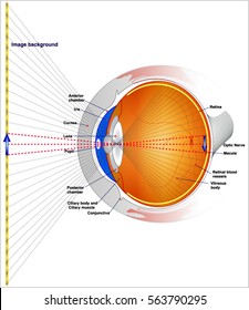 Eyes and Vision