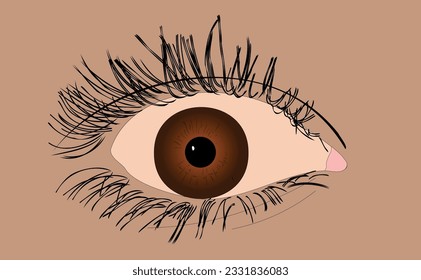 eyes women girls look pupil eyelids eyelashes
