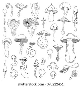 Fabulous fungi set