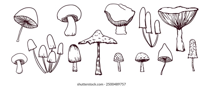 Fabulous mushrooms, hand-drawn graphics in vintage retro style, for packaging, postcards.