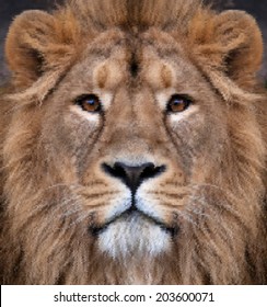 The face of Asian lion. The King of beasts, biggest cat of the world, looking straight into the camera. The most dangerous and mighty predator. Beauty of the scaly vector image with high resolution.
