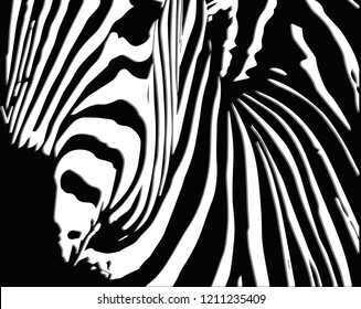 The face of a beautiful zebra.
