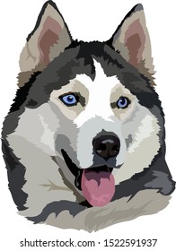 face of a blue-eyed dog husky breed vector illustration