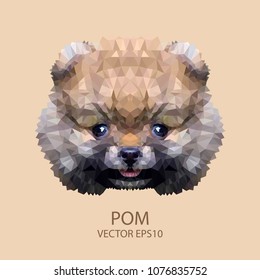 Face brown Pomeranian illustration of a dog.  triangle low polygon style.  the top view  on  cream color background