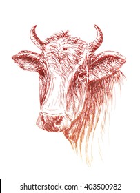 Face of Cow hand drawn Sketch on white background