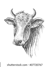 Face of Cow Sketch on white background