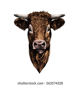 Face Cow Vector Color Drawing