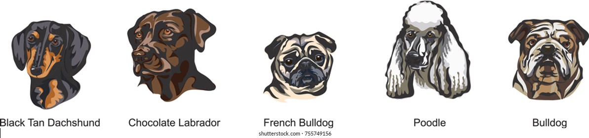 The face of a dog, breed dog, color, vector