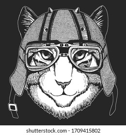 Face of domestic cat. Portrait of animal. Vintage motorcycle leather helmet. Cute kitty, kitten.