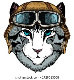 Face of domestic cat. Portrait of animal. Vintage aviator helmet with googles.