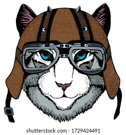 Face of domestic cat. Portrait of animal. Motorcycle helmet.