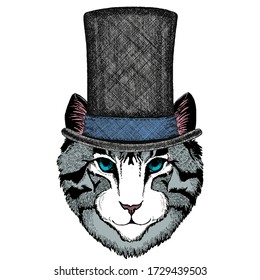Face of domestic cat. Portrait of animal. Cylinder hat.