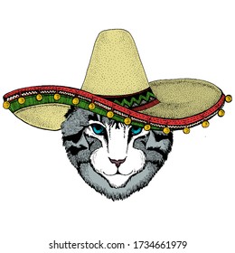 Face of domestic cat. Sombrero mexican hat. Portrait of animal. Cute kitty, kitten.