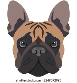 The face of a french bulldog. Vector portrait of a dog head isolated on white background.