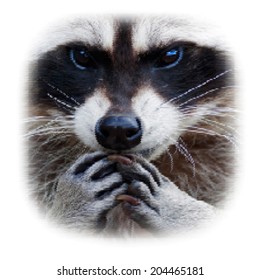 The face and hands of a cute and cuddly raccoon, that can be very dangerous beast. Unusual beauty of the wild animal . Human like embarrassed expression. Amazing short-grained scaly vector image.