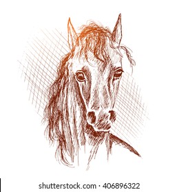 Face of horse hand drawn on white background