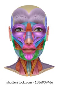 Face muscles anatomy, each muscle pair in different color and with name on it, detailed bright anatomy info poster isolated on a white background