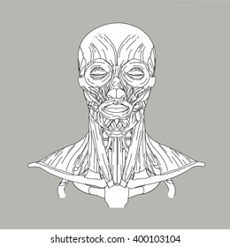 Face muscles, procerus, levator anguli, buccintor, deperessor labii inferioris, mentalis, platysma,masseter, temporalis, Orbicularis oculi vector