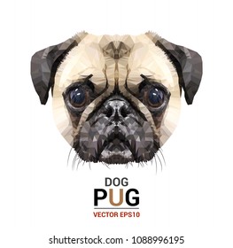 Face Pug  illustration of a dog.  triangle low polygon style.  the top view  on  white color background