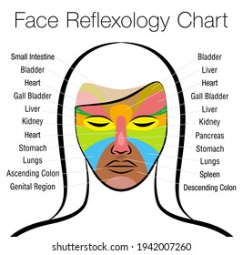 Face reflexology chart. Female face with colored areas and names of corresponding internal organs. Alternative acupressure and physiotherapy health treatment. Vector on white.
