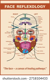 Gráfico de reflexología facial, mapa facial, mapeo facial	