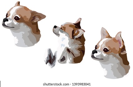 Face shots of Chihua hua dog with various emotions, sleepy dog, exited dog face, illustration vector graphic pop art isolated on white background - Pet vector drawing concept