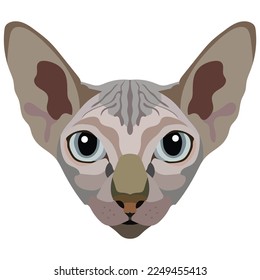 The face of the Sphinx cat. Vector portrait of a cat's head on a white background. The muzzle of an animal of the feline genus.