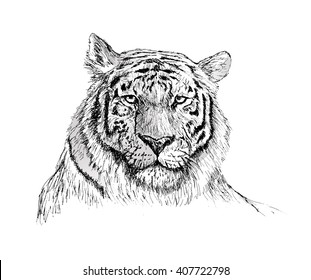 Face of tiger hand drawn Sketch on white background