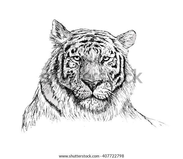 Face of tiger hand drawn Sketch on white background