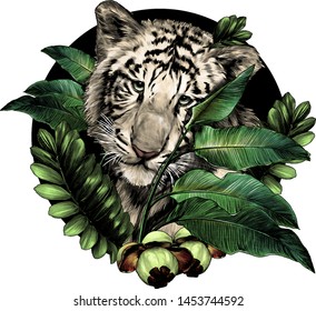 the face of a tiger in the leaves of tropical plants in the circle, sketch vector graphics color illustration on white background