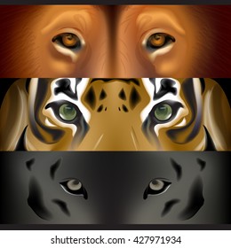 The face of a tiger and a lion