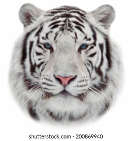 Face of white bengal tiger, isolated on white background. Amazing mask of the biggest cat. Wild beauty of the most dangerous and mighty beast of the world. Amazing vector image in mosaic style.