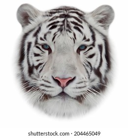 Face of white bengal tiger, isolated on white background. Mask of the biggest cat of the world. Wild beauty of the most dangerous and mighty beast. Amazing vector image in oil painting style.