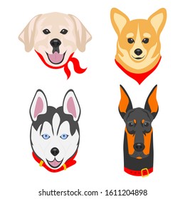 Faces of dogs of different breeds. Dogs drawn in pop art style. Set of flat vector illustrations on a white background. Labrador, Corgi, Husky, Doberman.
