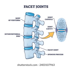 Facet joints anatomy with bone capsule and cavity closeup outline diagram. Labeled educational medical explanation with body of vertebra, intervertebral disc and spinous process vector illustration.