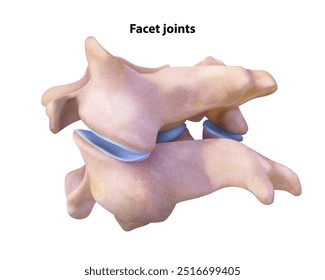 Facet joints. Isolated vector illustration