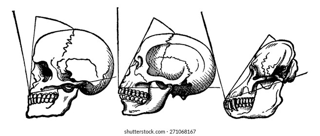 Facial angle, vintage engraved illustration. La Vie dans la nature, 1890.