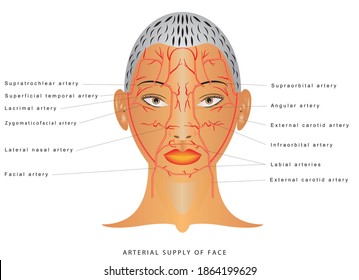 Facial arteries. Arteries of head Facial artery Branch of external carotid artery. The arterial supply of the face. Arterial supply to the forehead, nose and lips.