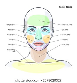 Facial cosmetic zones diagram. Health zones on the skin vector illustration