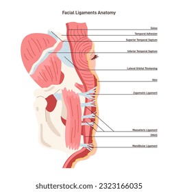 Anatomía de ligamentos faciales. Estructura cutánea de las capas de epidermis. Sistema muscular y retención de ligamentos de la cara, incluyendo la mejilla, mandíbula y temporal. Ilustración vectorial plana