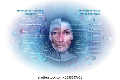 Facial muscles anatomy info and common types of facial wrinkles treatment areas on a beautiful light blue abstract background