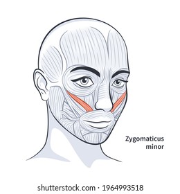 Músculos faciales de la hembra. Anatomía brillante detallada aislada en una ilustración vectorial de fondo blanco