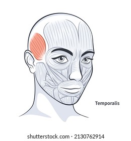 Facial muscles of the female. Detailed bright anatomy isolated on a white background vector illustration