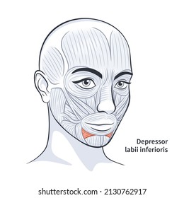 Facial muscles of the female. Detailed bright anatomy isolated on a white background vector illustration