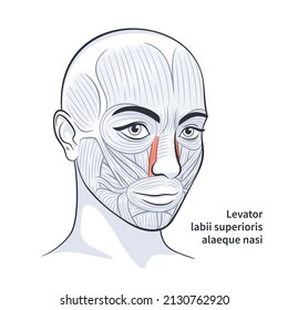 Músculos faciales de la hembra. Anatomía brillante detallada aislada en una ilustración vectorial de fondo blanco