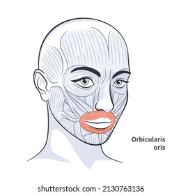 Facial muscles of the female. Detailed bright anatomy isolated on a white background vector illustration