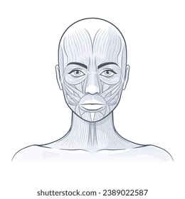 Gesichtsmuskeln des Weibchens. Detaillierte helle Anatomie einzeln auf weißem Hintergrund, Vektorgrafik