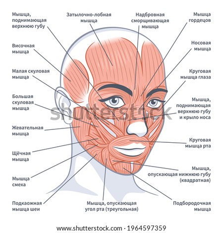 Facial muscles of the female. Detailed bright anatomy on russian isolated on a white background vector illustration